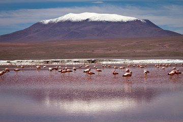 Pink flamingos in a shallow lake in the Andes