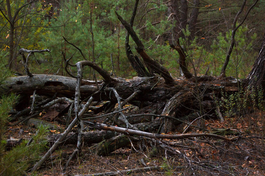 Pine stump, result of tree felling. Total deforestation, cut forest