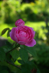 Roses en bouton au jardin au printemps