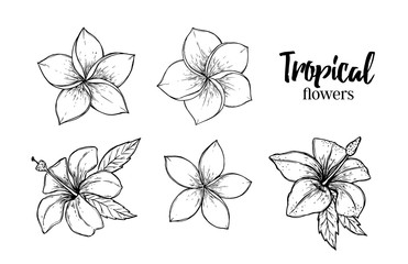 Hand drawn vector illustration - tropical flowers. Summer time. Perfect for invitations, greeting cards, blogs, posters and more.