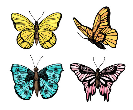 Hand drawn vector illustration - Butterflies collection. Summer edition. Perfect for invitations, greeting cards, blogs, posters and more.
