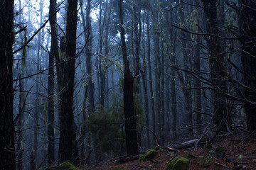 Pinus canariensis. Misty foggy forest in Tenerife, Spain, winter weather