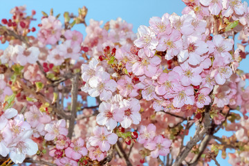 桜の開花イメージ