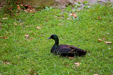 Утка сидит на зеленой траве в городском парке в солнечный летний день. 