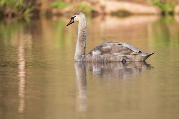 Mute Swan, Swans, Cygnus olor