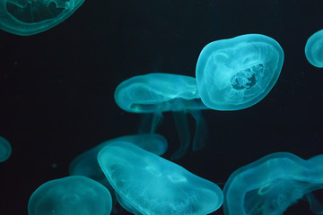 Glowing jellyfish close-up in the aquarium