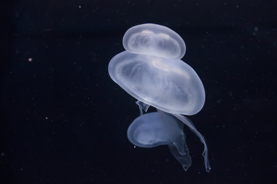 Glowing jellyfish close-up in the aquarium