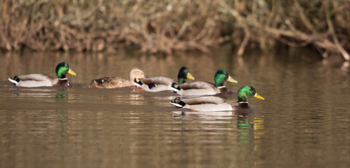 Mallard, Duck, Anas platyrhynchos