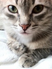 Deep gaze