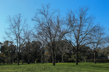 Fototapeta premium tree