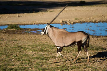 Oryx AKA Gemsbok