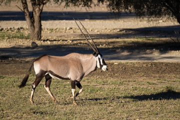 Oryx AKA Gemsbok
