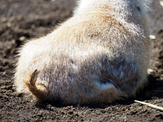 Prairie Dog
