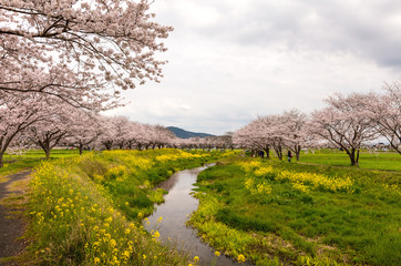 桜並木