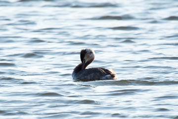 カンムリカイツブリ 7