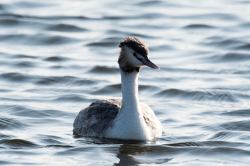 野鳥　カンムリカイツブリ