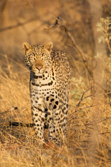 Fototapeta na wymiar Leopard in the wild