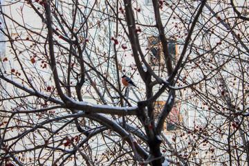 Bullfinch on the branches of a tree in spring.