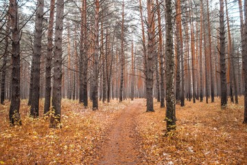 Autumn Forest. Walking in the wood. Trees in Siberia.