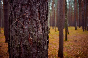Autumn Forest. Walking in the wood. Trees in Siberia.