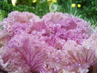 Ornamental kale. Colored ornamental cabbage.