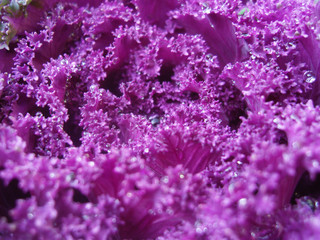 Obraz premium Ornamental kale. Colored ornamental cabbage.
