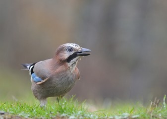 Eurasian Jay in the rain