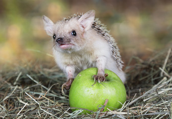 African hedgehog with apple