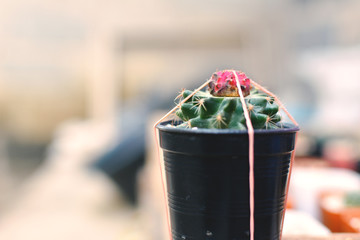 Little beautiful cactus  purple background , hipster tone