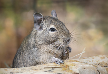 Degu in the woods