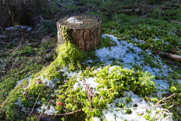 Schneereste an Baumstumpf