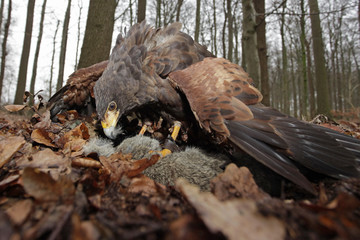 Greifvogel mit Beute im Wald
