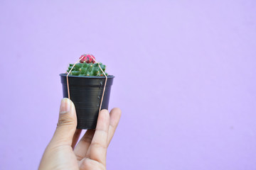 Little beautiful cactus  purple background , hipster tone