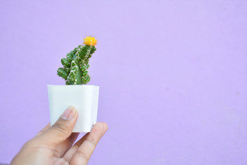 Little beautiful cactus  purple background , hipster tone