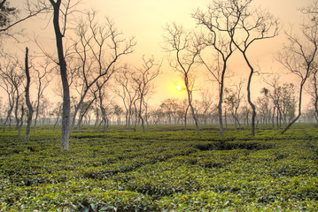 Tea fields in Srimangal in the Sylhet division of Bangladesh
