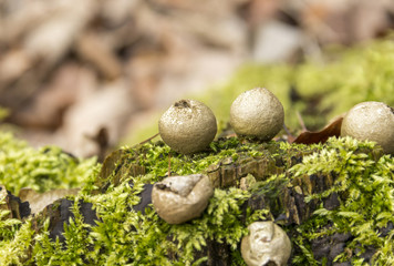 puffball fungi and moss