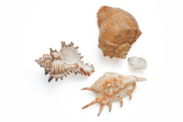 Seashell isolated on the white background
