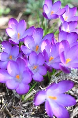 Crédence de cuisine Crocus View of blooming spring flowers crocus growing in wildlife  © luisami