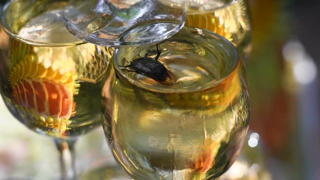 The beetle got into the wine glass with champagne and tries to get out. The insect was trapped, it was attracted by the sweet aromas of the drink.
