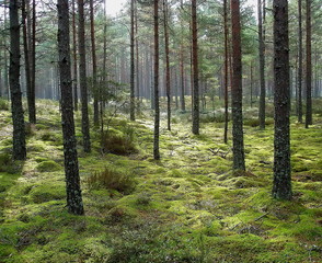 Forest -  Landscape - Nature -  Latvia