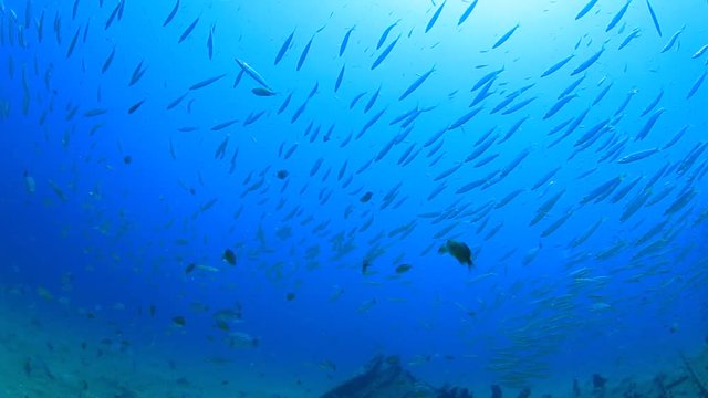 School of juvenile Yellowtail Barracuda fish on underwater shipwreck