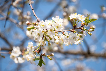 spring