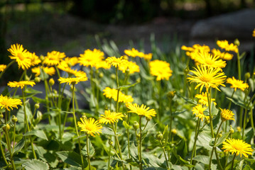 Fototapeta premium flower