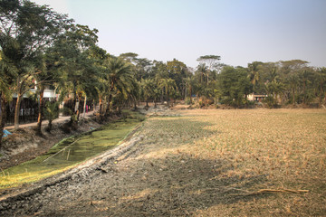 Fototapeta na wymiar Fields next to a village in Bagerhat, Bangladesh 
