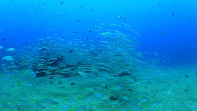 School of juvenile Yellowtail Barracuda fish on underwater shipwreck