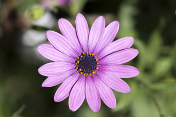 Macro photograph of a daisy