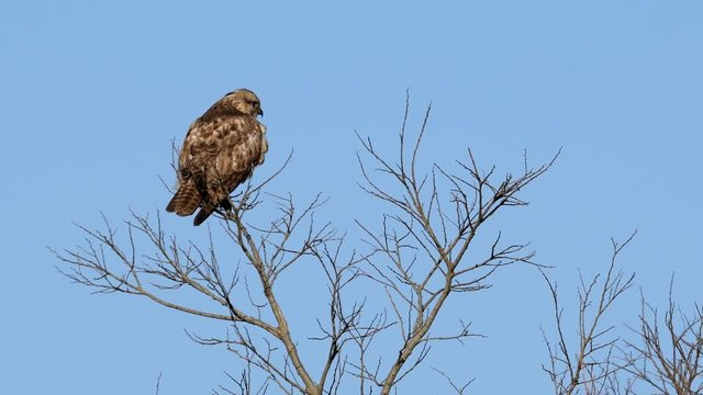 飛び去るノスリ(common Buzzard)