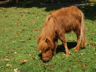 Fototapeta premium 愛らしいミニチュアホース