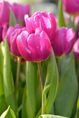 Fototapeta premium Pink tulips (Darwin Hybrid Tulips)