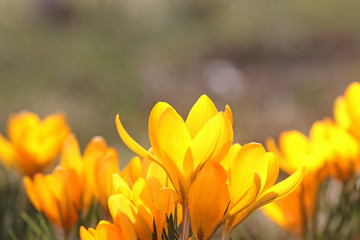 yellow crocus blossoms